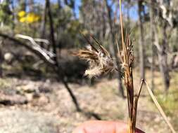 Sivun Cymbopogon obtectus S. T. Blake kuva