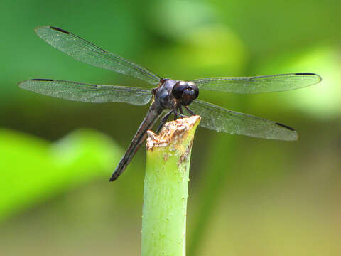 Libellula incesta Hagen 1861 resmi