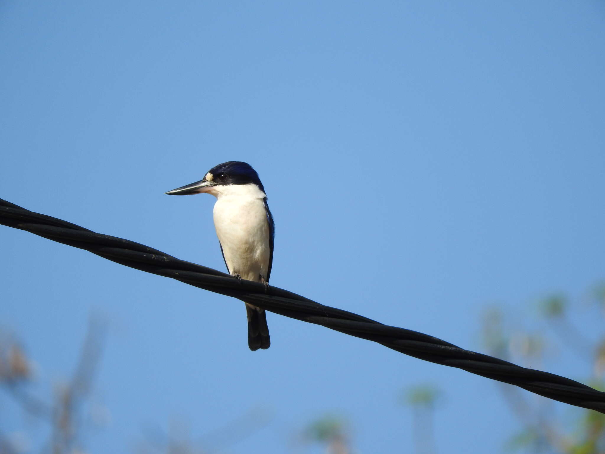 Image of Forest Kingfisher