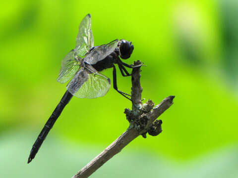 Libellula incesta Hagen 1861 resmi