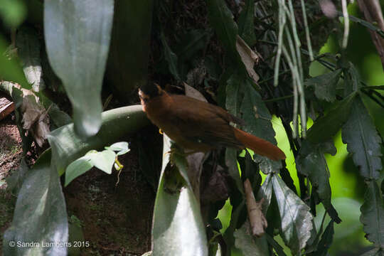 Image of Black-capped Foliage-gleaner