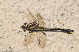 Image of Gomphurus ozarkensis (Westfall 1975)