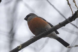 Image of Grey-headed Bullfinch