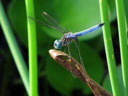 Image of Blue Dasher