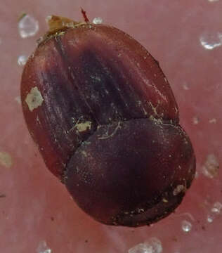 Image of Caccobius (Caccophilus) ferrugineus (Fahraeus 1857)