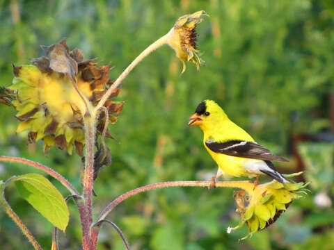 Image of American Goldfinch