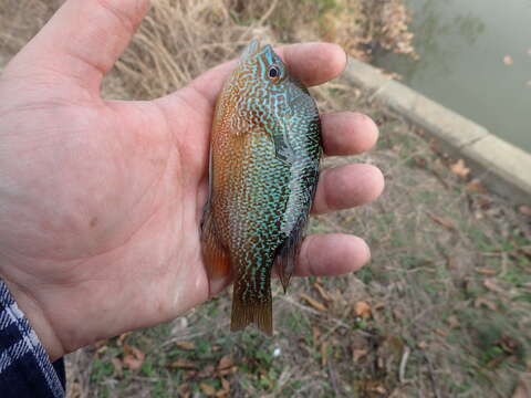 Image of Longear Sunfish