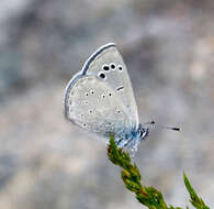 Imagem de Glaucopsyche melanops (Boisduval 1829)