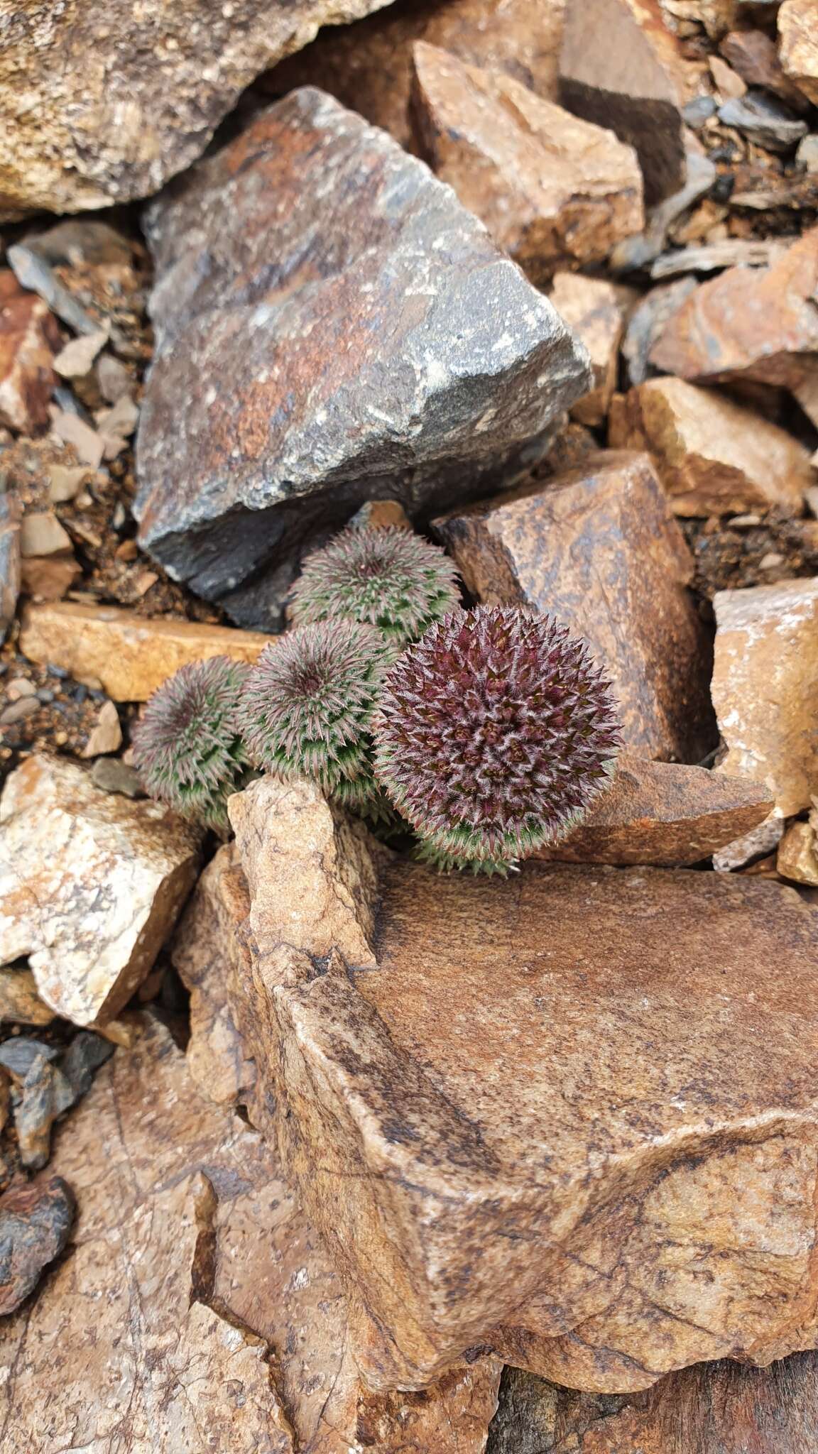 Image of Nassauvia pinnigera D. Don