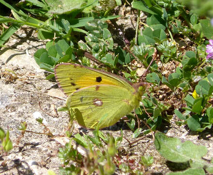 Image of clouded yellow