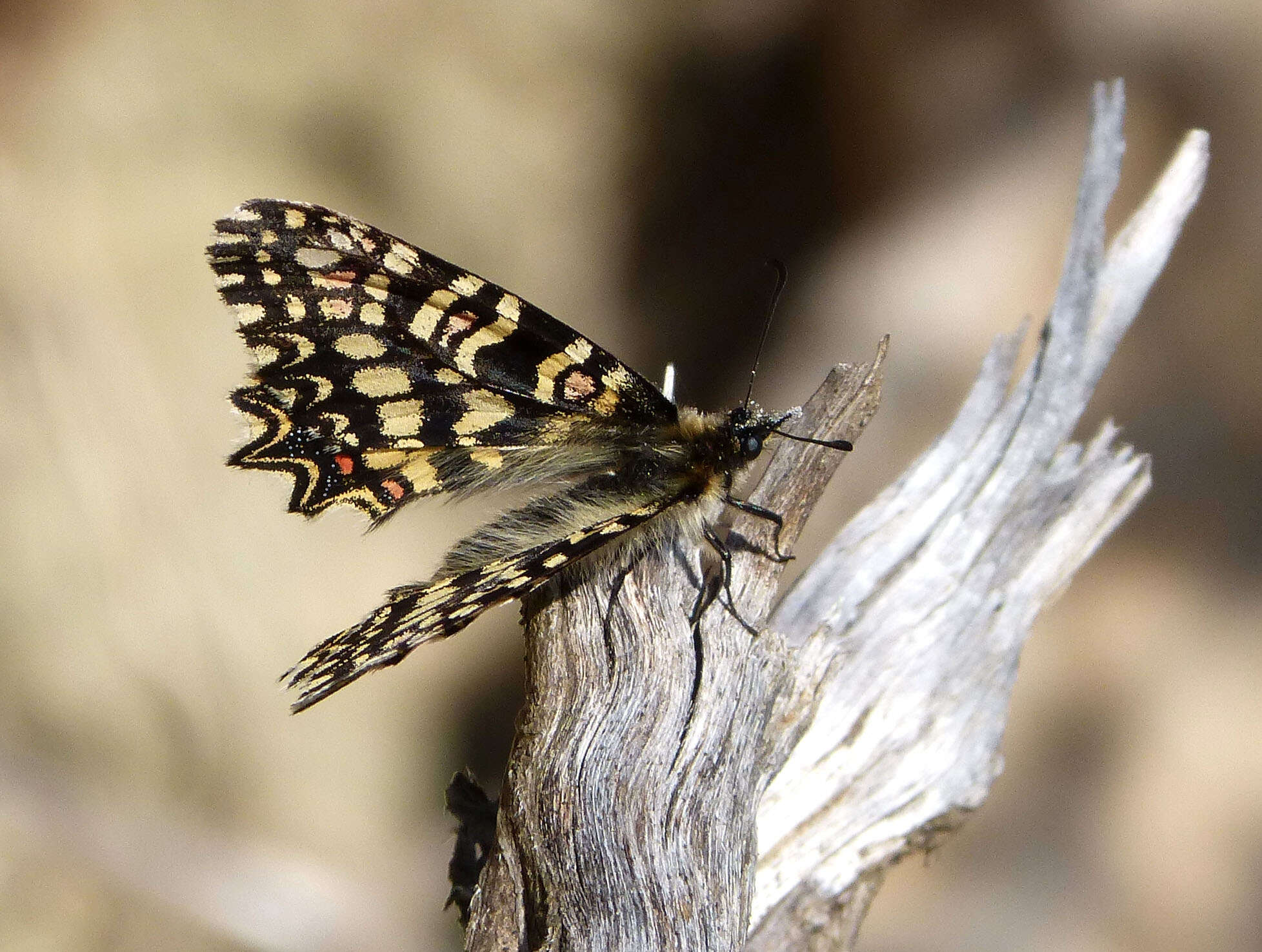 Image of Zerynthia rumina (Linnaeus 1758)