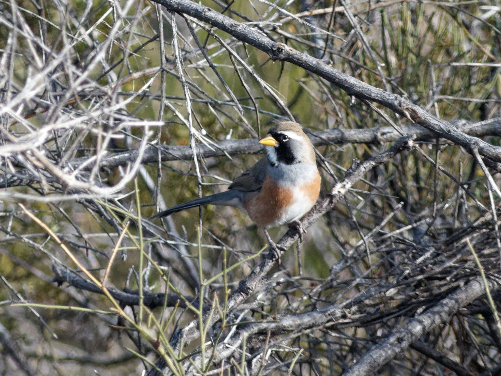 Image of Many-colored Chaco Finch