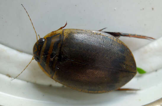 Image of Grooved Diving Beetle