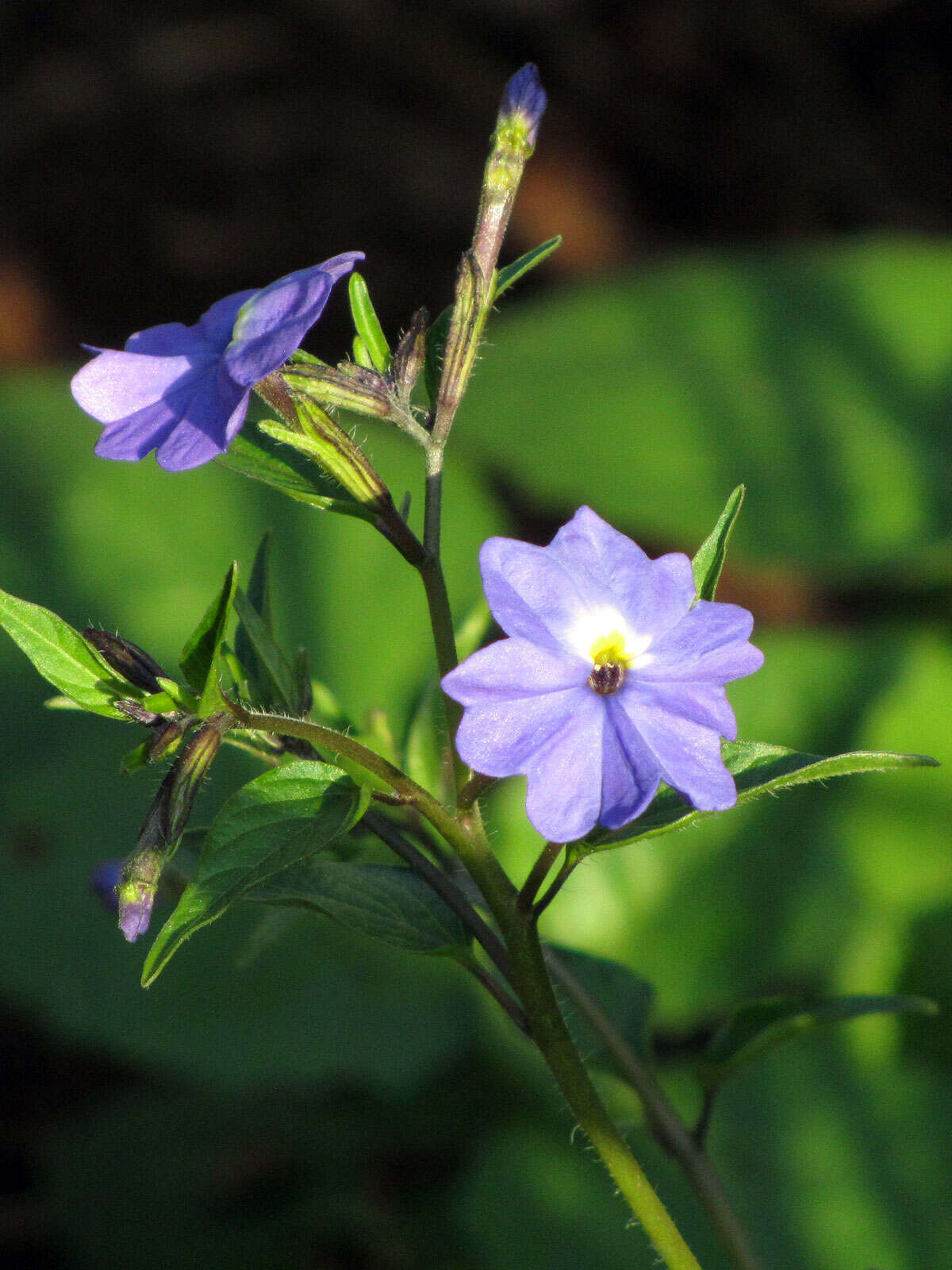 Image of Jamaican forget-me-not