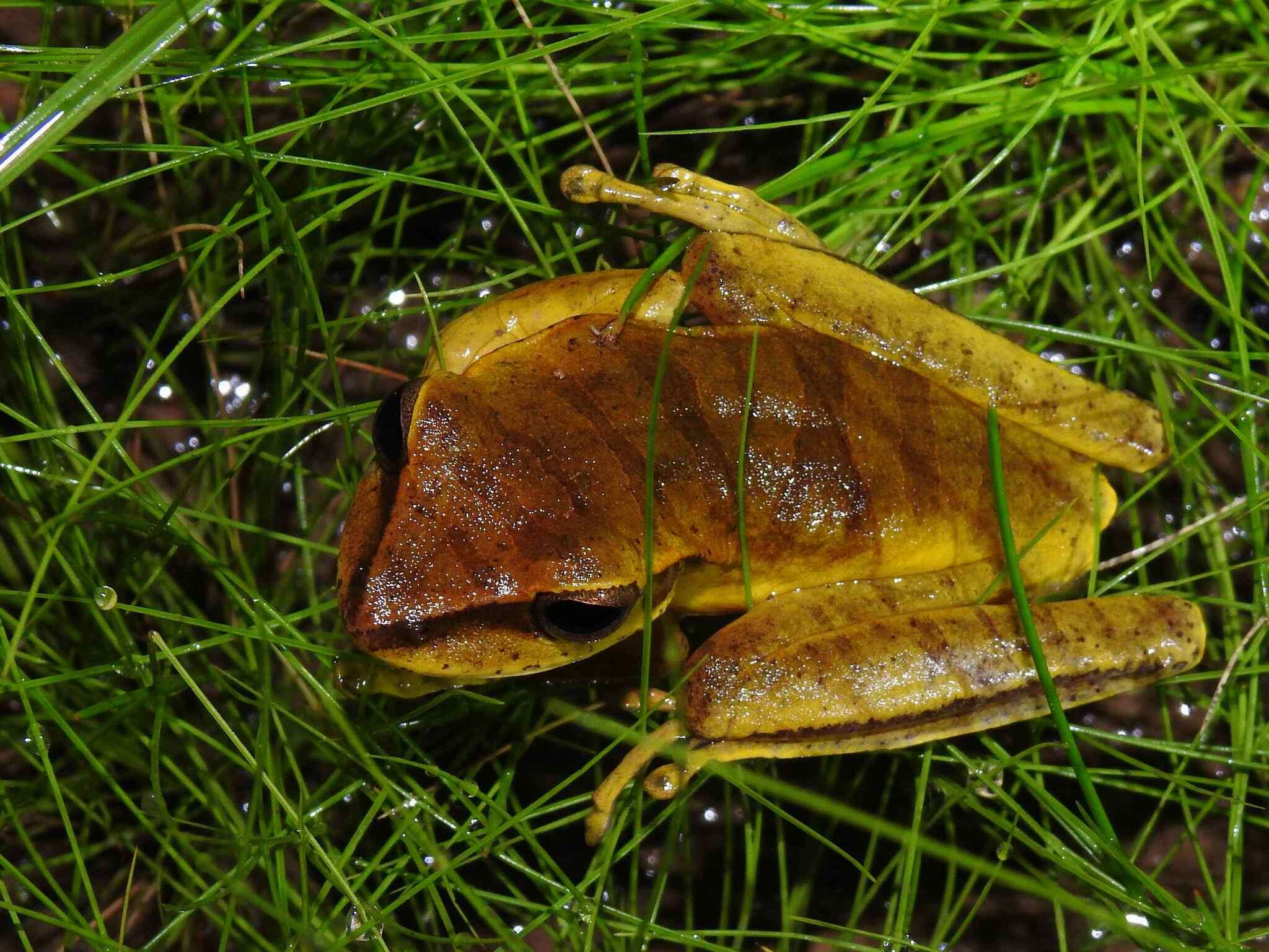 Image of Boana multifasciata (Günther 1859)