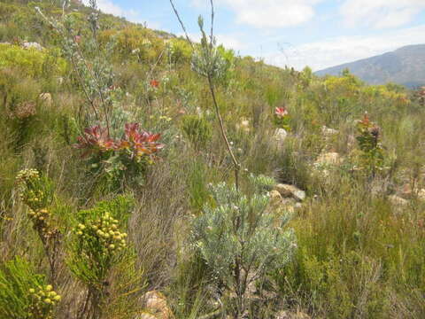 Image of Leucadendron uliginosum subsp. uliginosum