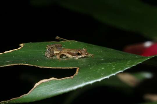 Image of <i>Dendrophryniscus haddadi</i>