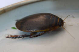 Image of Grooved Diving Beetle