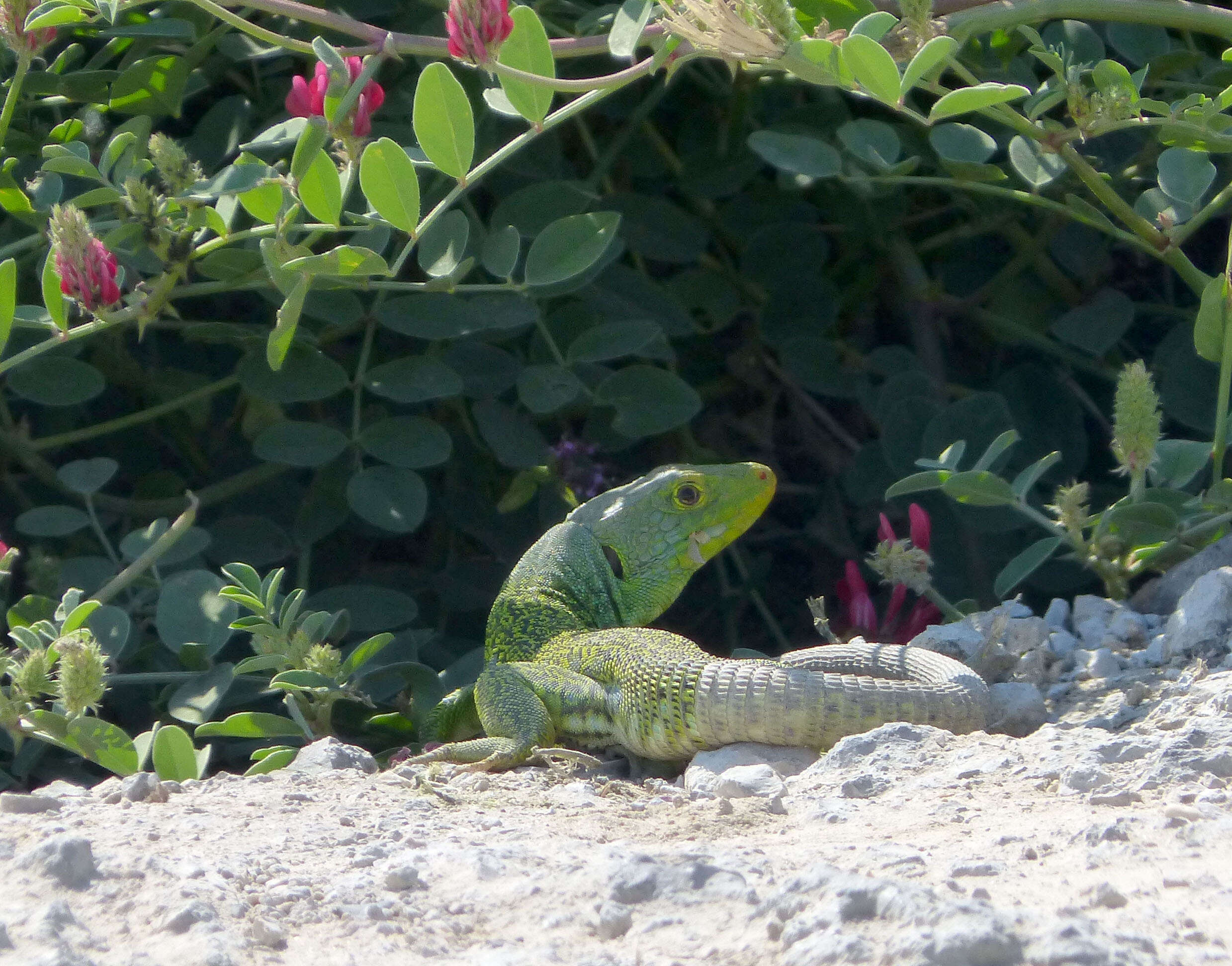 Image of Ocellated Lizard