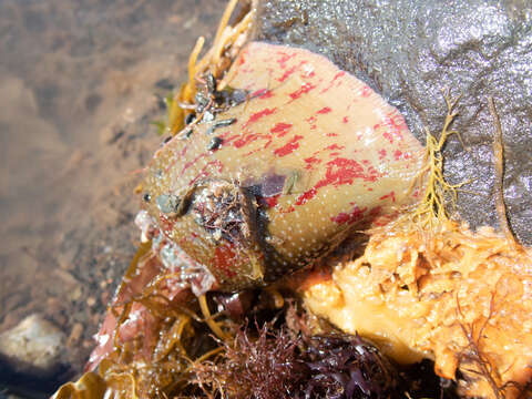 Image of Northern red anemone