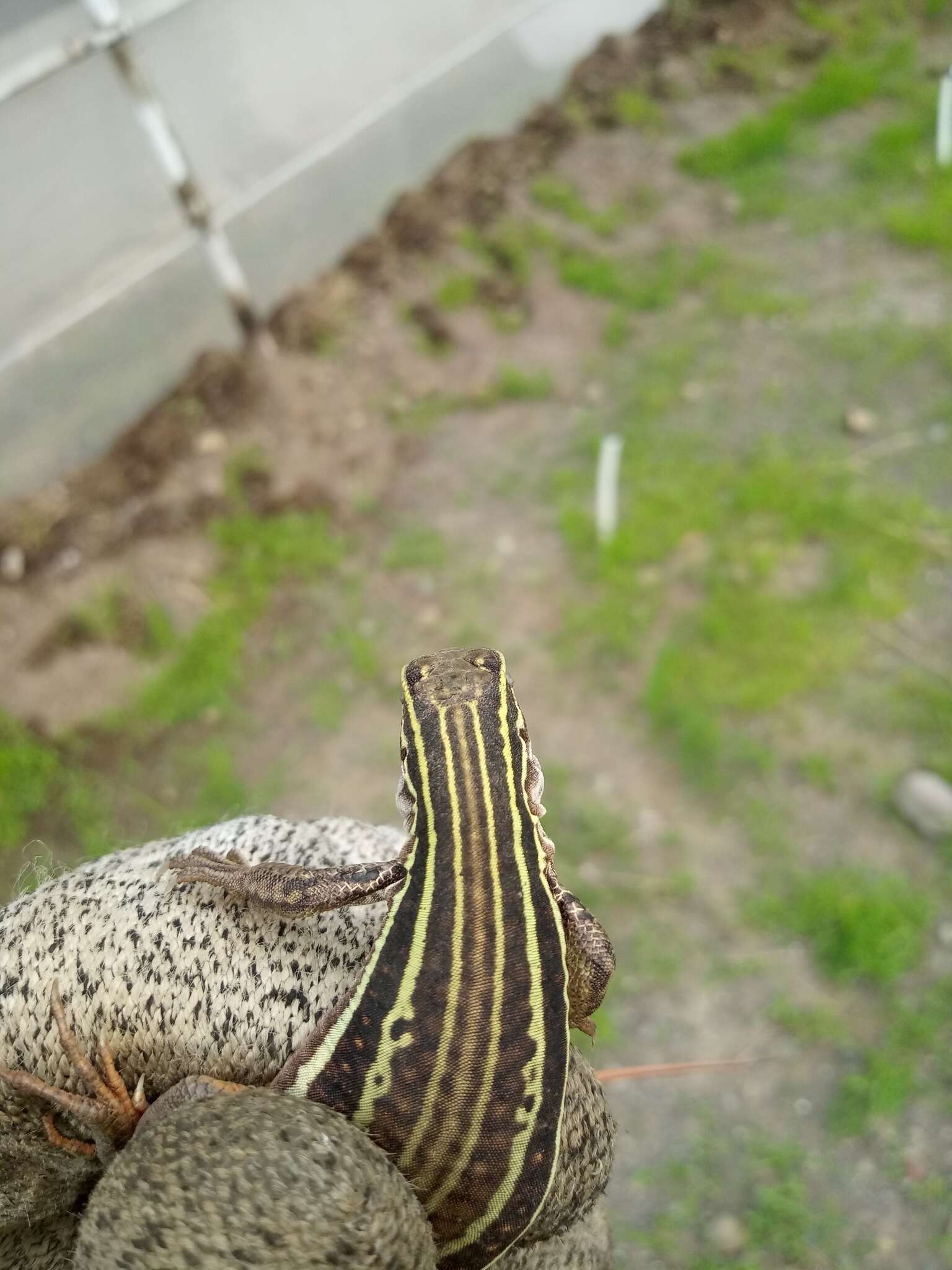 Image of Giant Whiptail