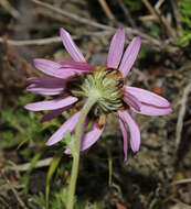 Imagem de Chrysanthemum oreastrum Hance