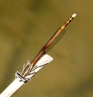 Image of Orange Featherleg