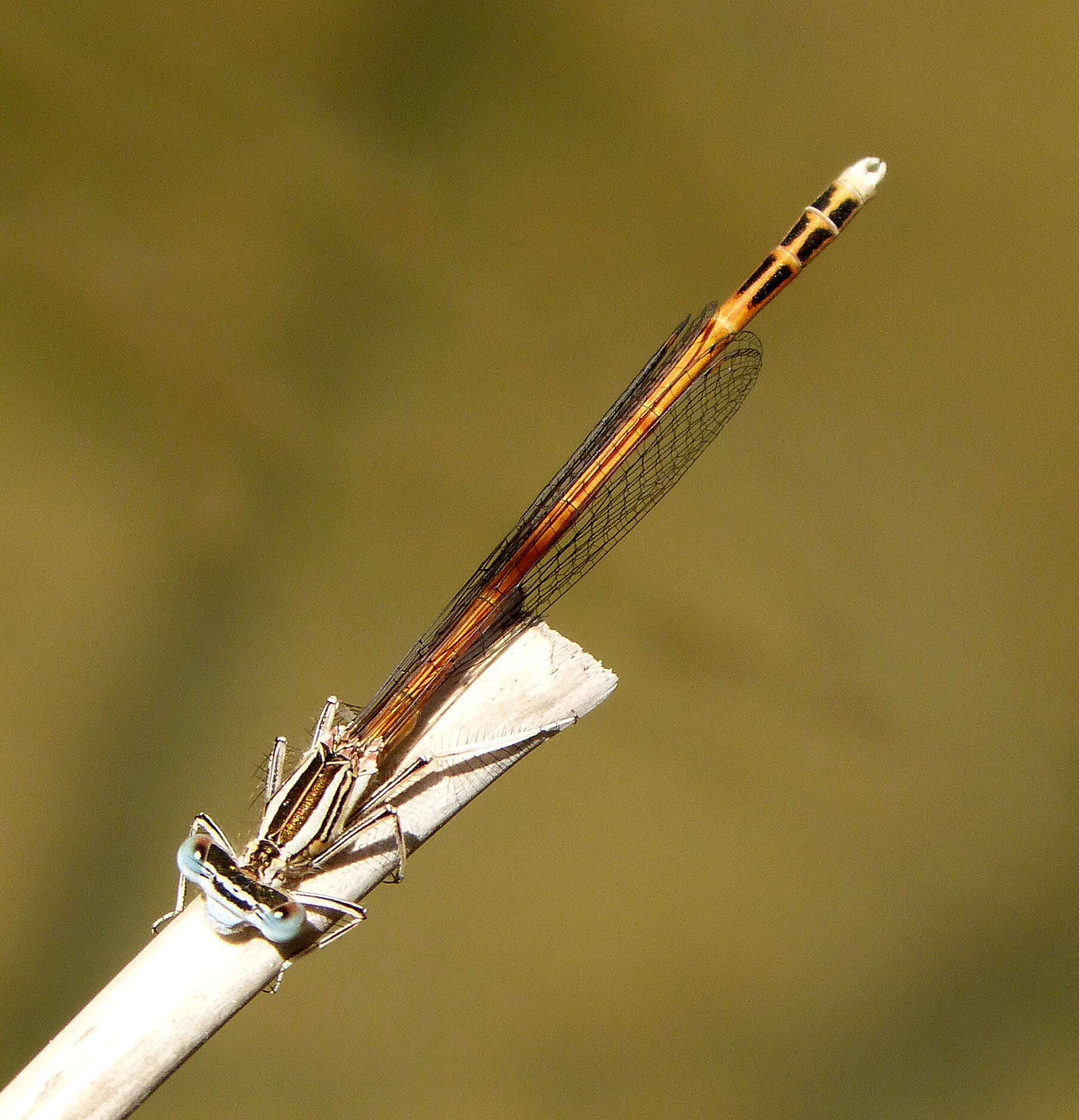 Image of Orange Featherleg