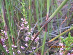 Image of Erica uberiflora E. G. H. Oliver