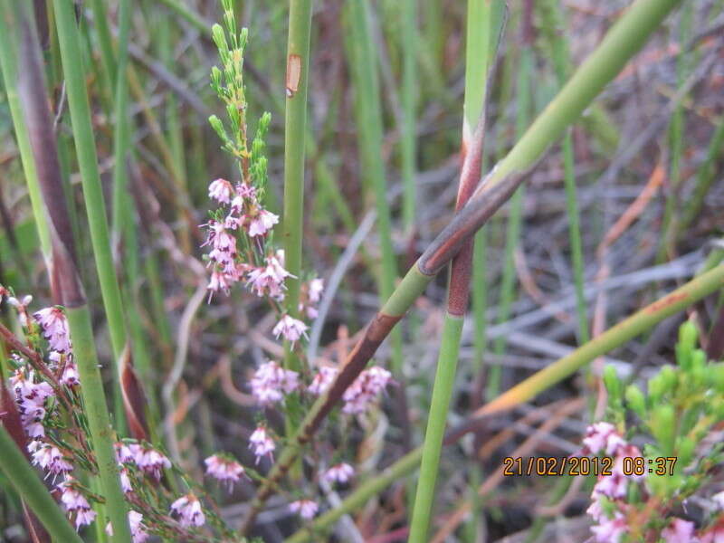 Image of Erica uberiflora E. G. H. Oliver