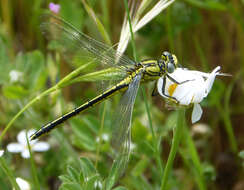 Image of Western Clubtail