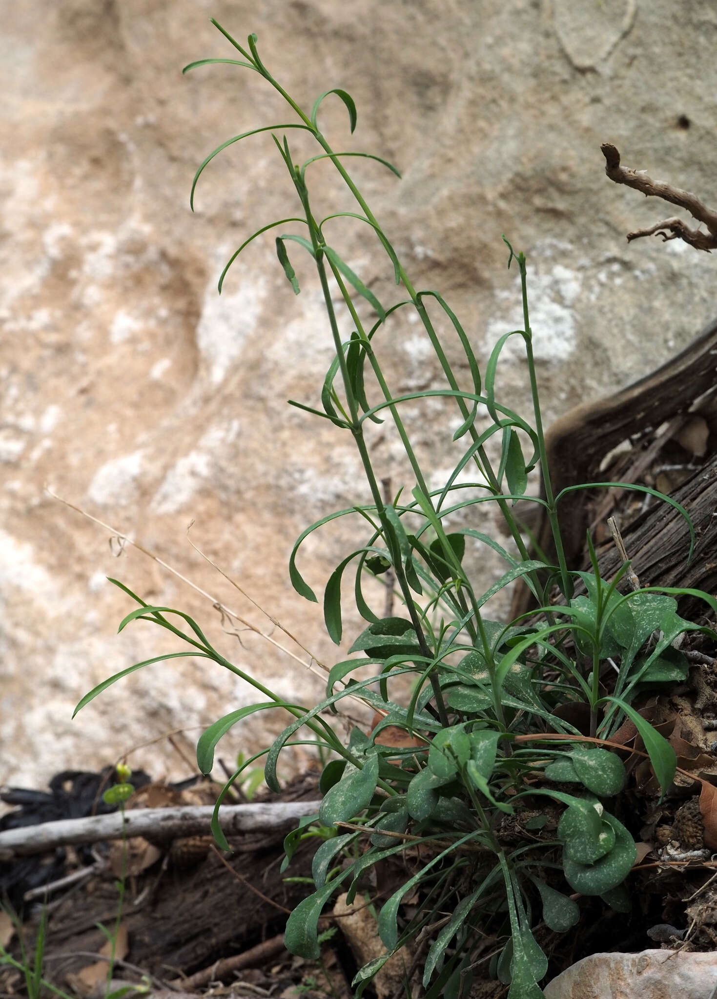 Imagem de Silene danaensis A. Danin