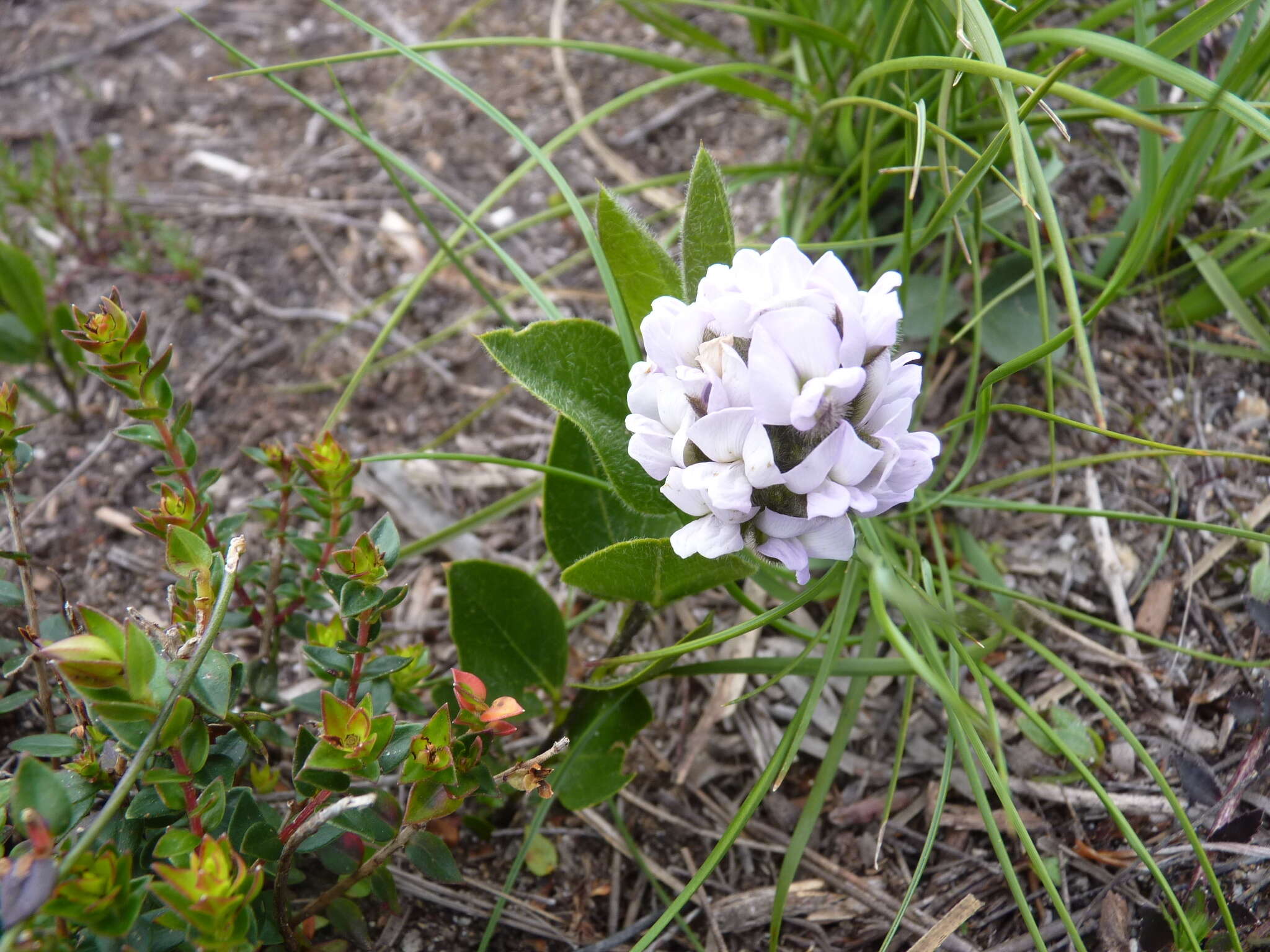 Plancia ëd Otholobium thomii (Harv.) C. H. Stirt.