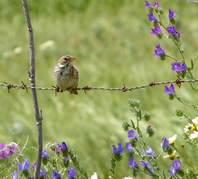 Image of Corn Bunting