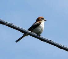 Image of Woodchat Shrike