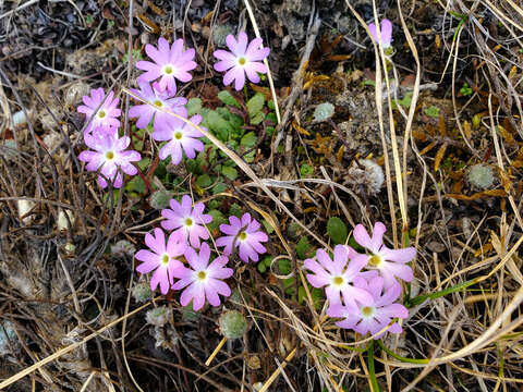 Слика од Primula glandulifera I. B. Balf & W. W. Smith