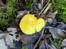 Image de Hygrocybe glutinipes (J. E. Lange) R. Haller Aar. 1956