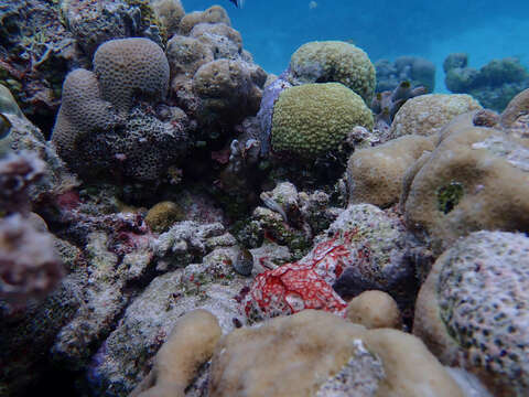 Image of Yaeyama coralblenny