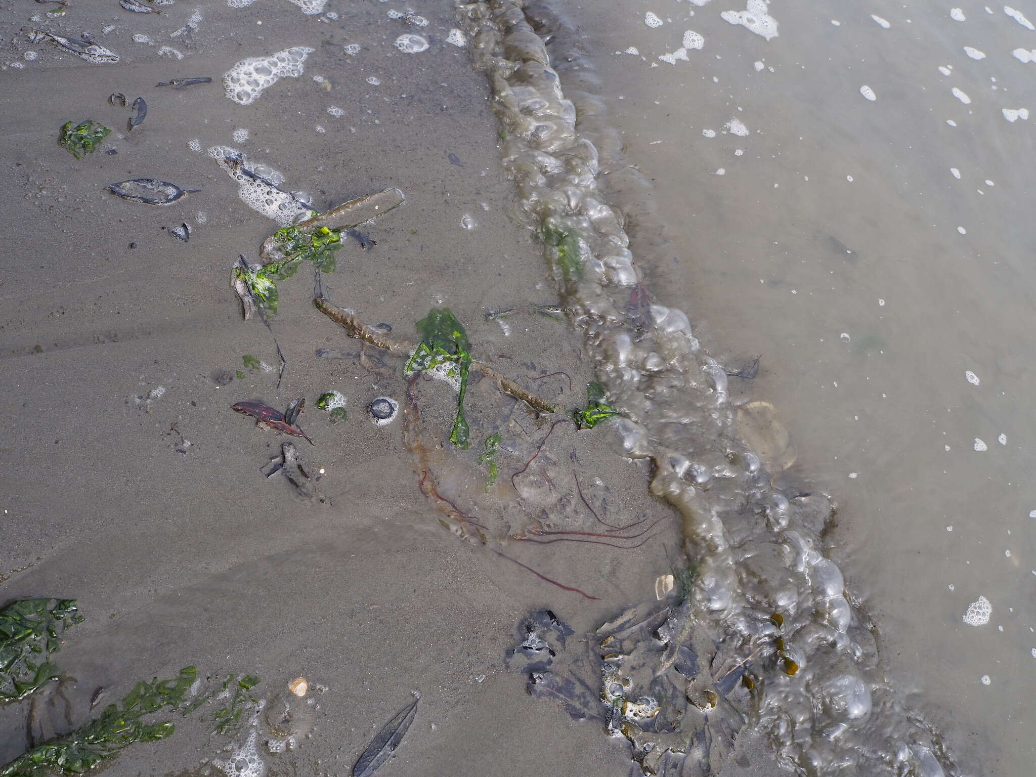 Image of Sea nettle