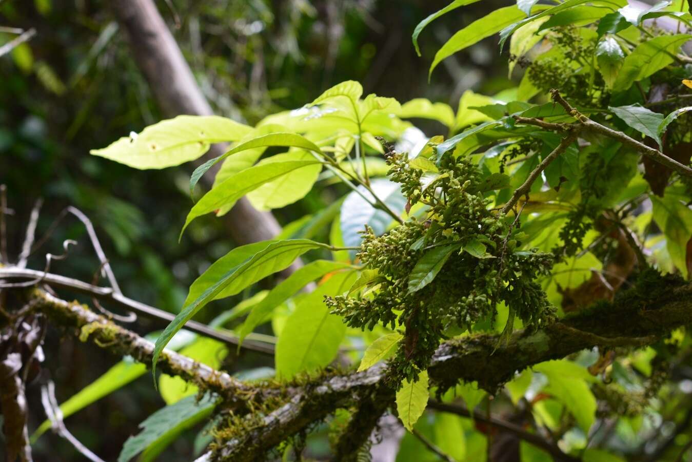 Image of Trichilia trifolia L.