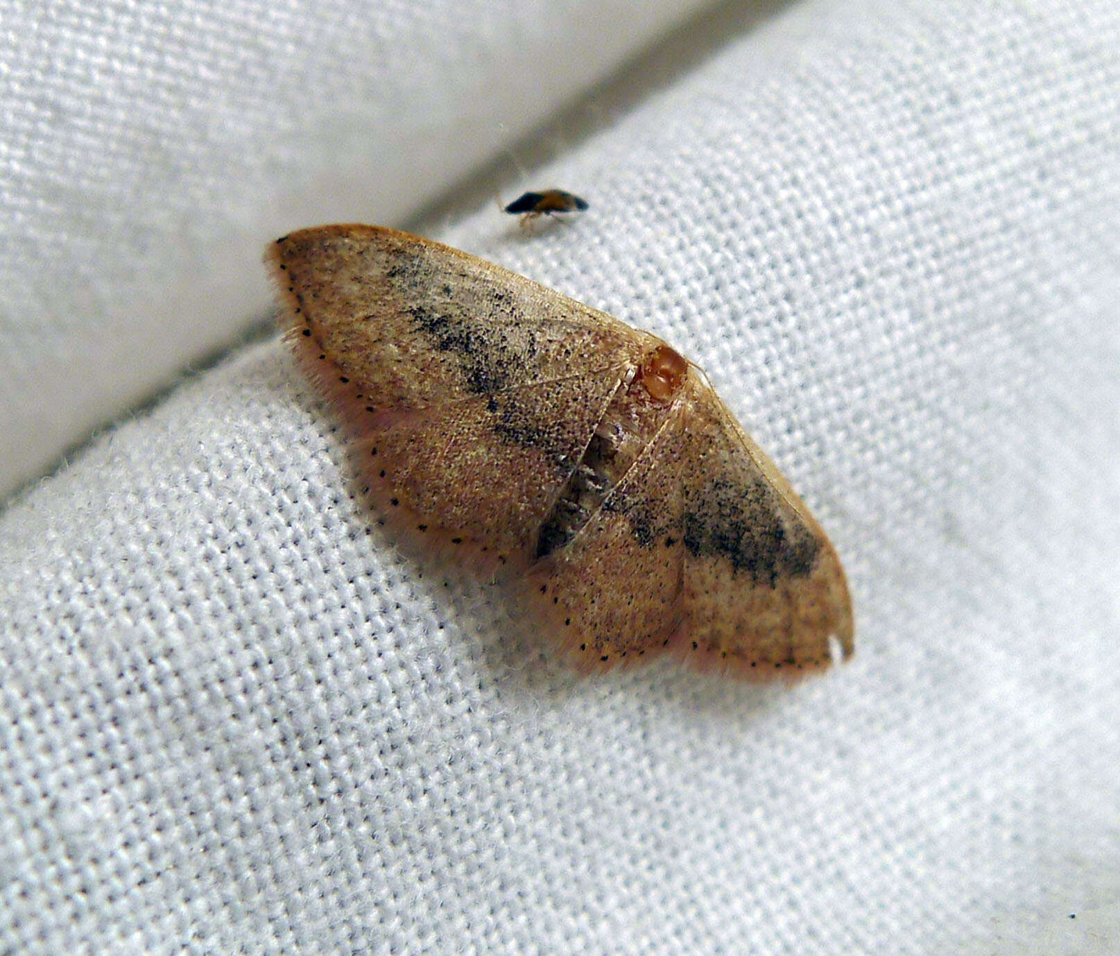 Image of Idaea degeneraria Hübner 1798