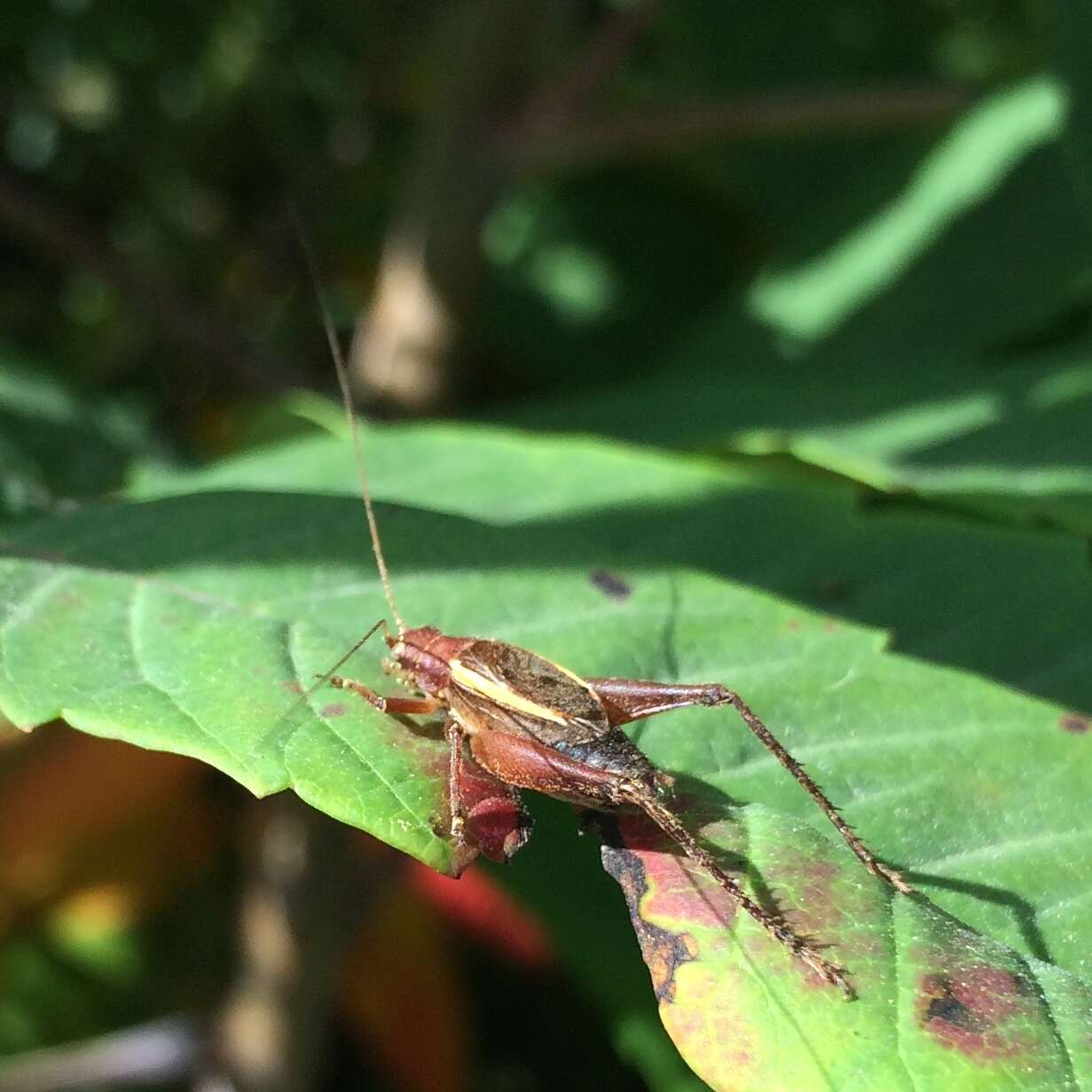 Image of Restless Bush Cricket