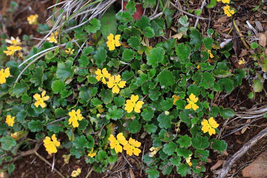 Image of Goodenia hederacea subsp. alpestris (K. Krause) R. Carolin