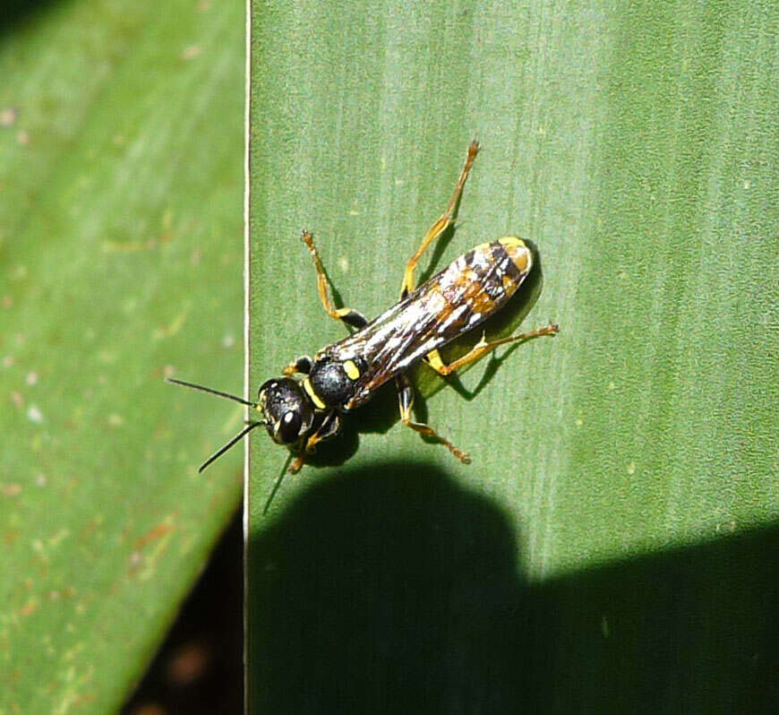 Image of Mellinus arvensis (Linnaeus 1758)