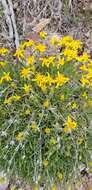 Image of stemless mock goldenweed