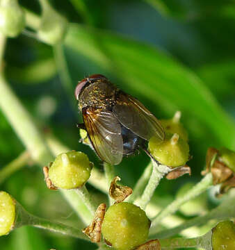 Image of Cluster fly