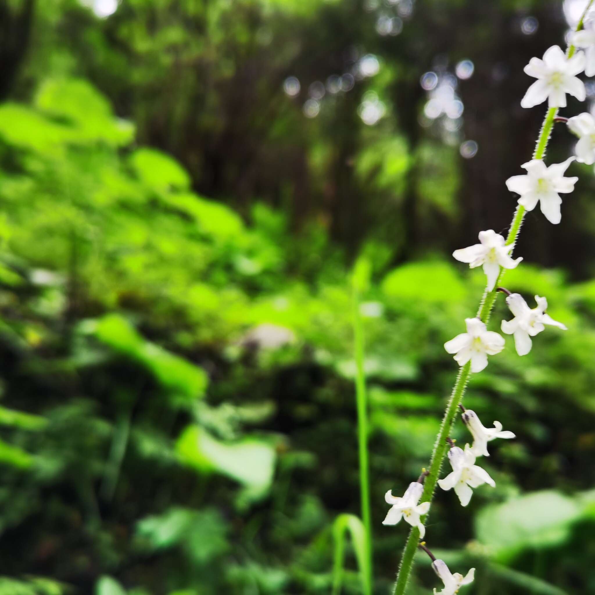 Слика од Maianthemum henryi (Baker) La Frankie