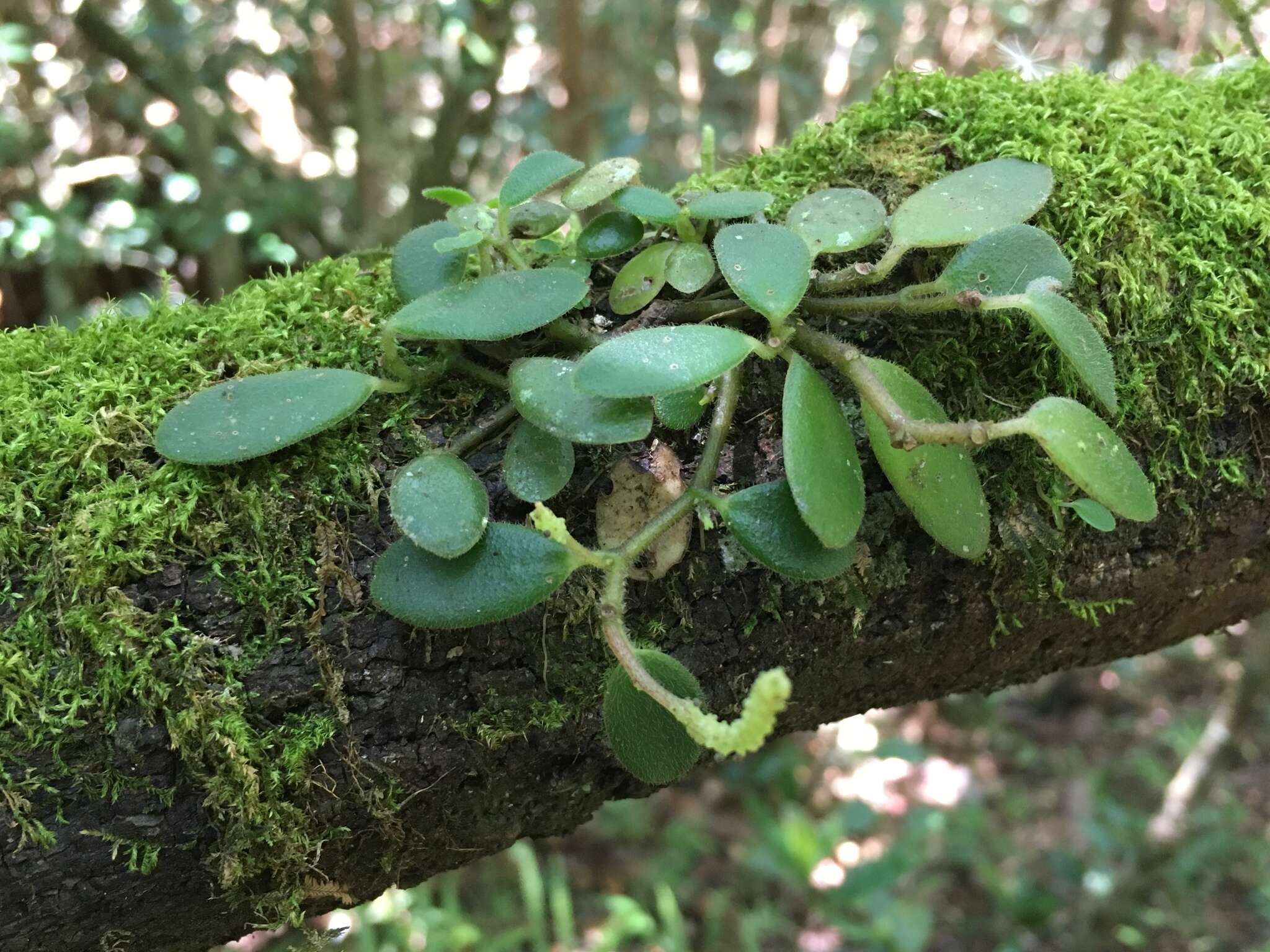 Image of Peperomia trichophylla Baker