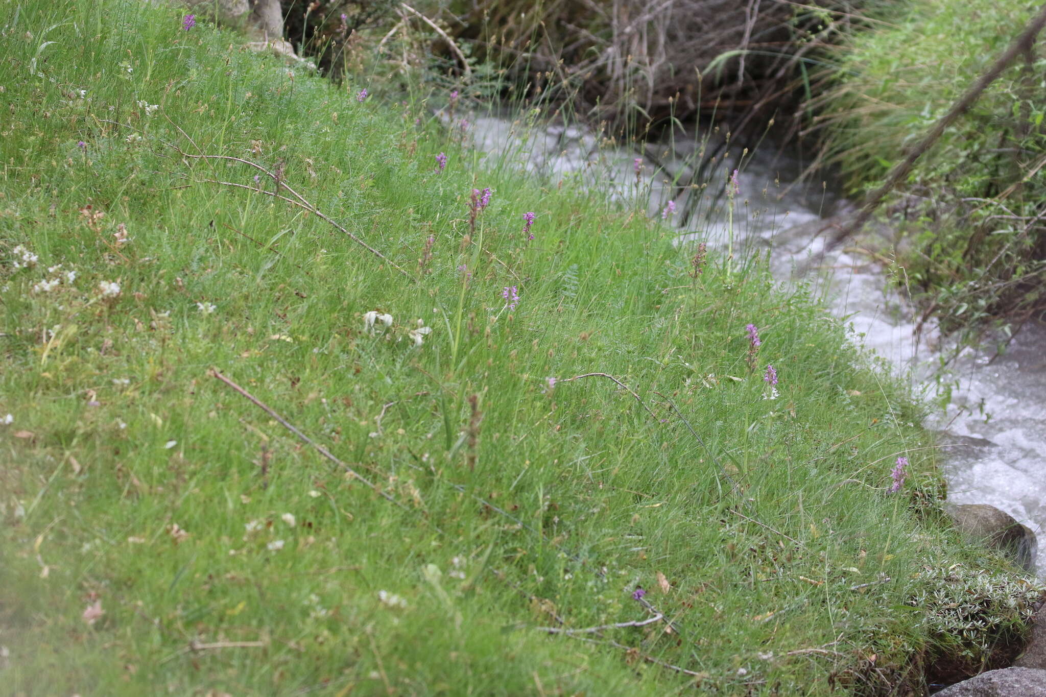 Image of Dactylorhiza hatagirea (D. Don) Soó