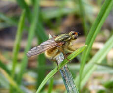 Image of Scathophaga stercoraria (Linnaeus 1758)